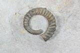 Plate Of Devonian Ammonites (Anetoceras) - Morocco #87254-4